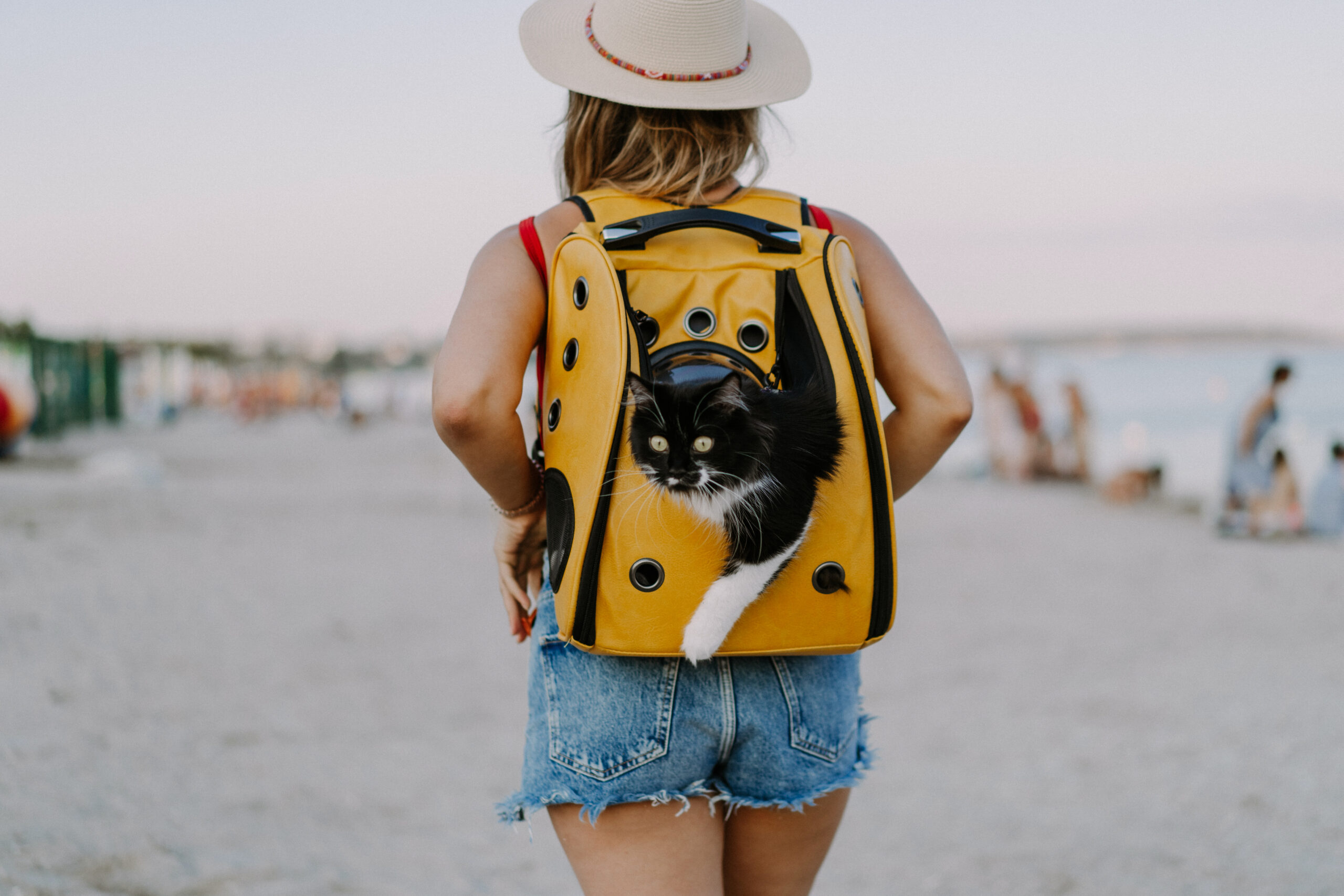 Top Cat Backpacks for 2024 – Review and Guide